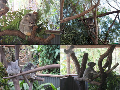 Koala Pack