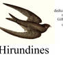 Hirundines