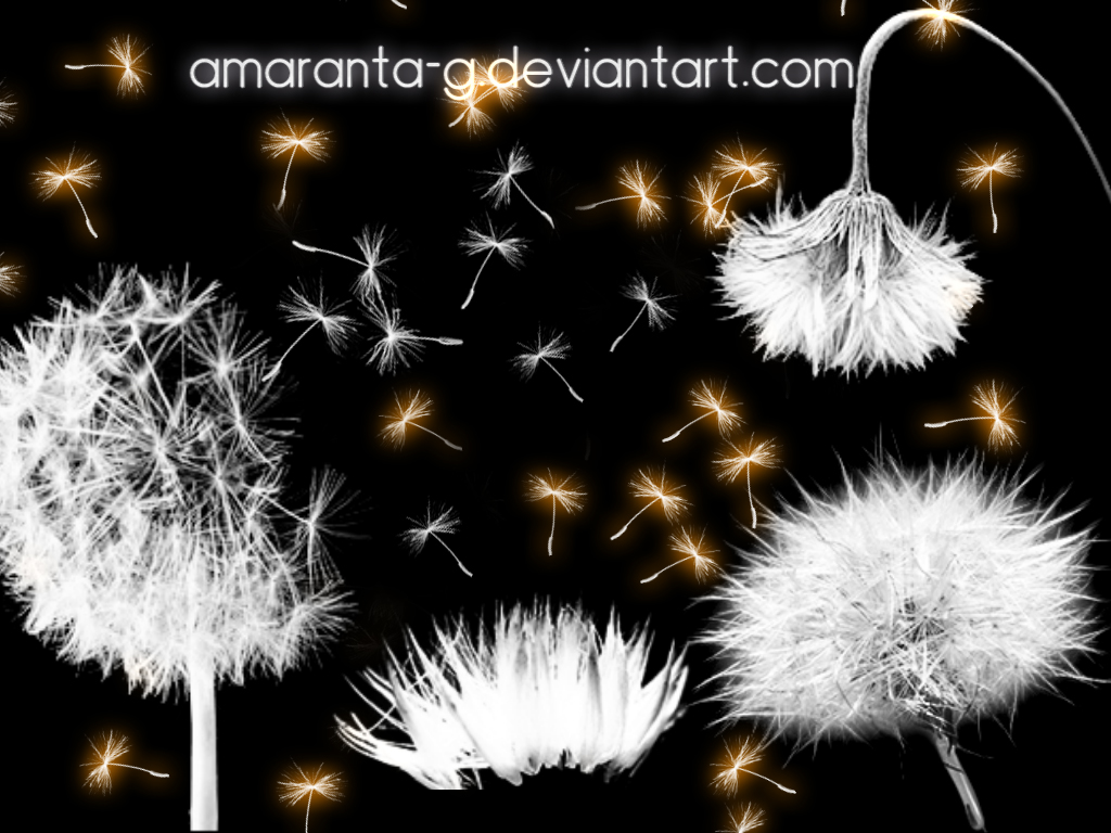 Dandelion by Amaranta-G on DeviantArt