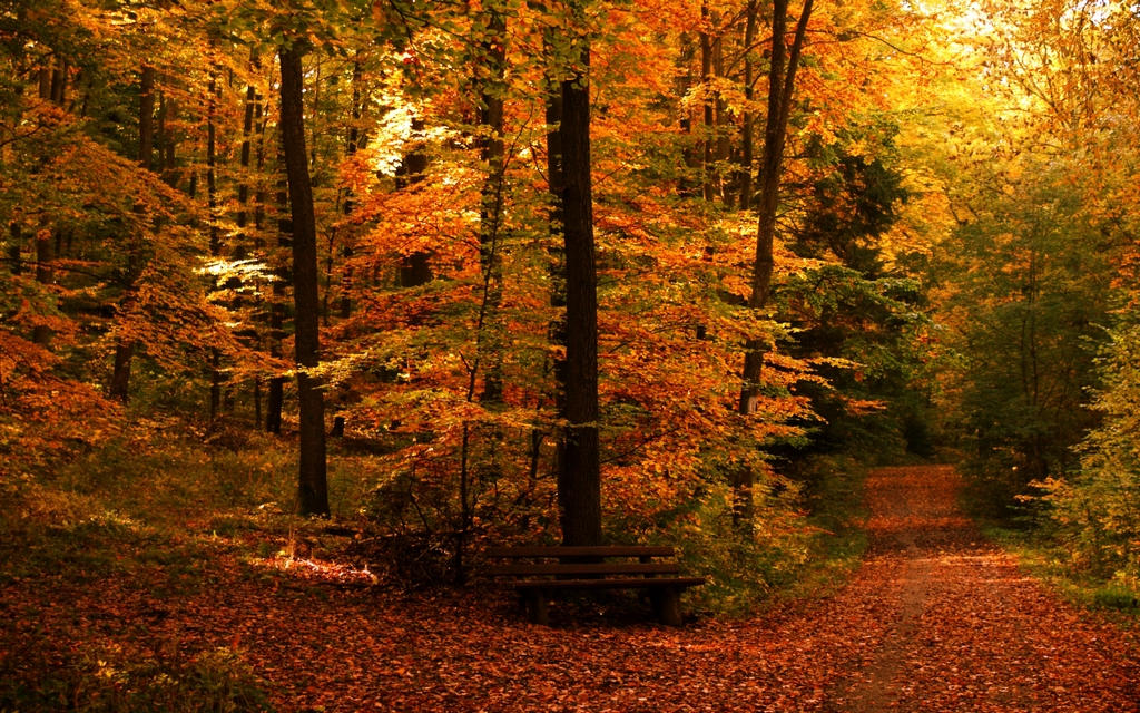 Autumn Paths Wallpaper By Joinnovate On Deviantart