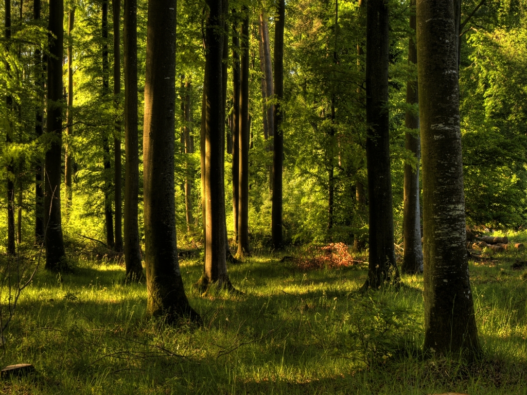 Enchanted forest Wallpaper by JoInnovate on DeviantArt