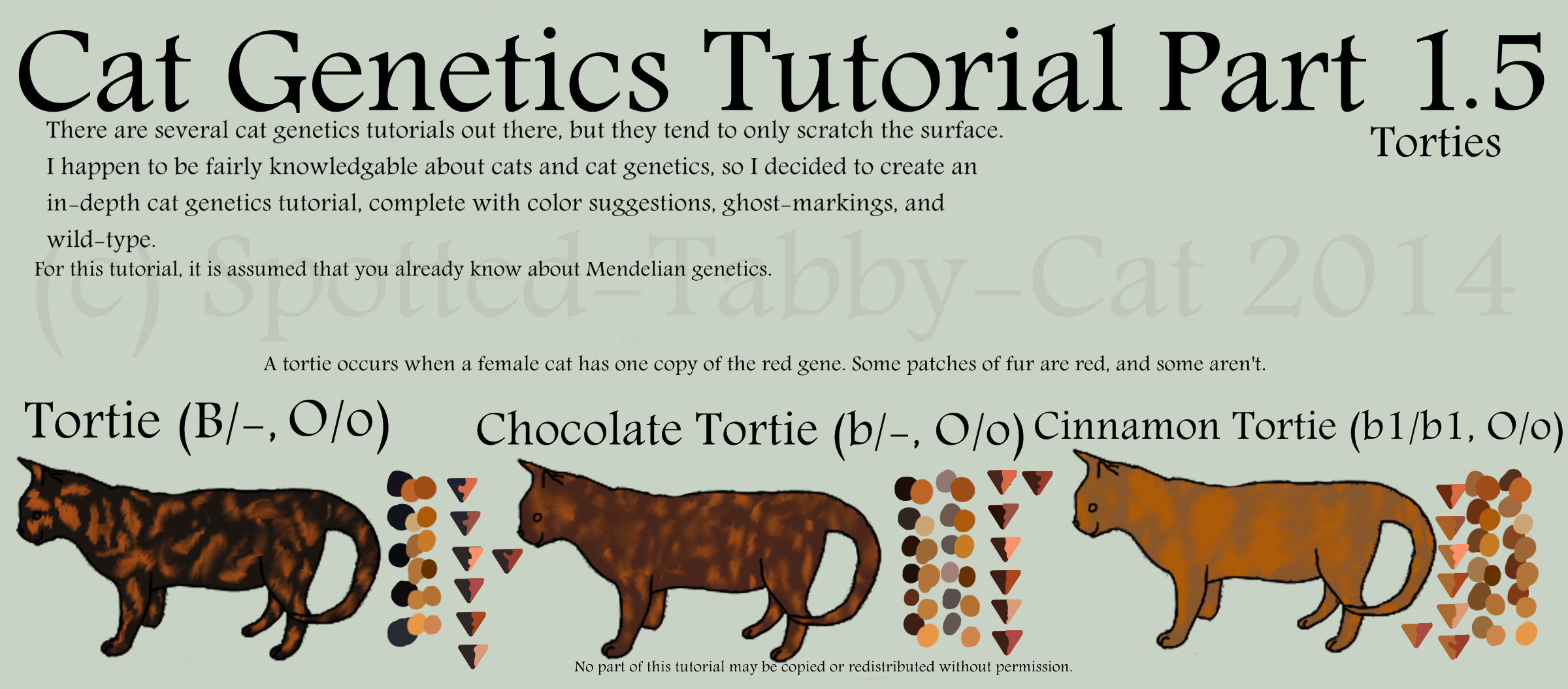 Cat Genetics Tutorial Part 1.5 (Torties)