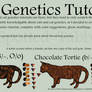 Cat Genetics Tutorial Part 1.5 (Torties)