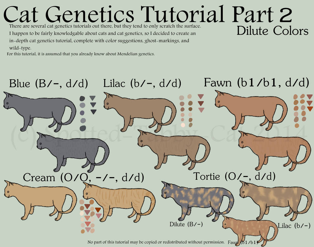 Cat Tutorial Part 2 (Dilute Colors) by SpottedTabbyCat on
