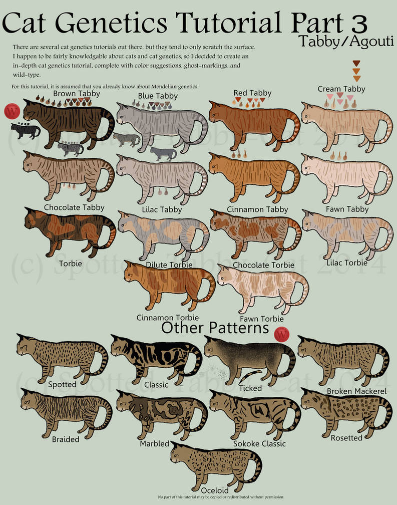 Cat Genetics Tutorial Part 3 (Tabby/Agouti) by Spotted-Tabby-Cat on ...