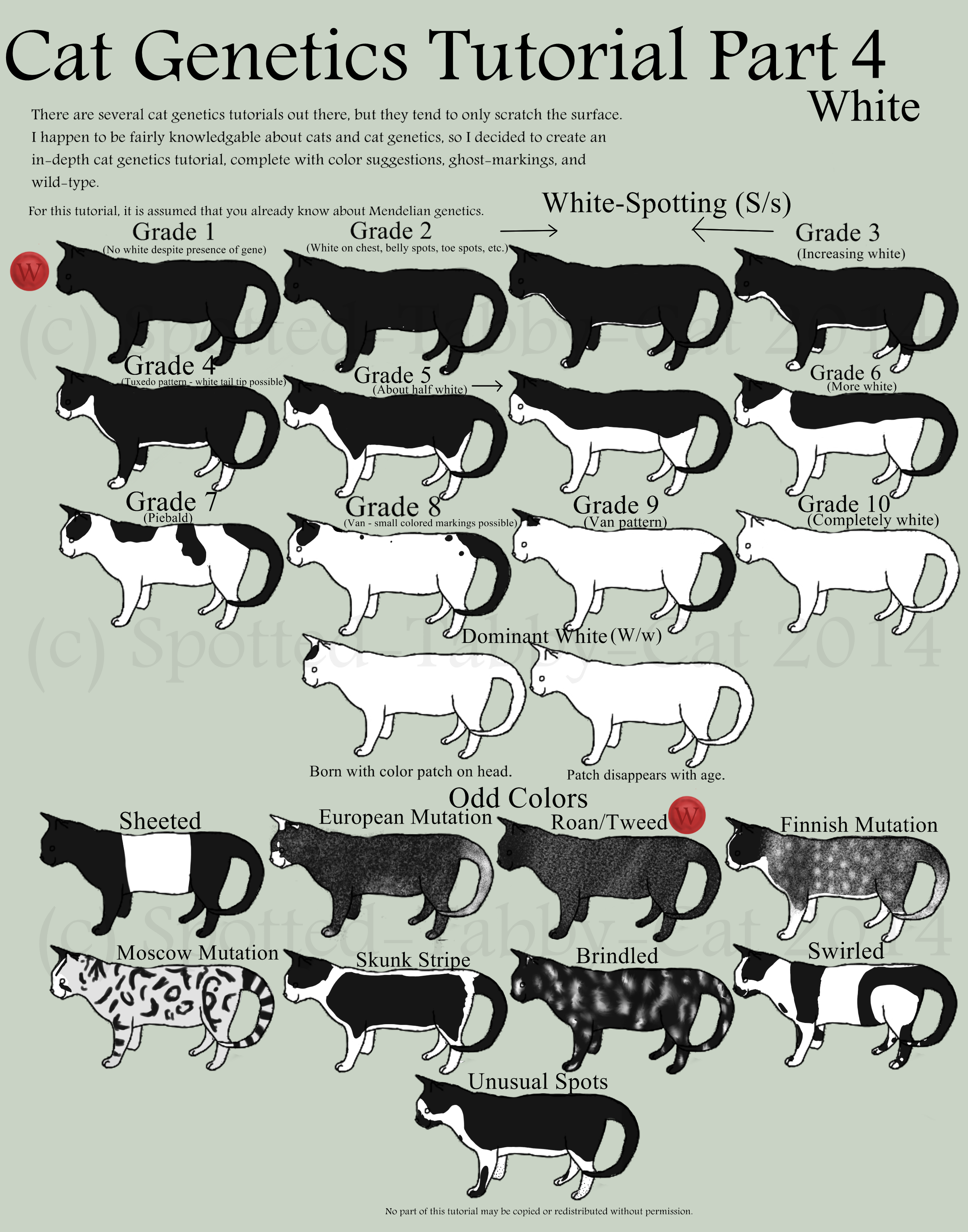 Cat Genetics Tutorial Part 4 (White) by Spotted-Tabby-Cat ...