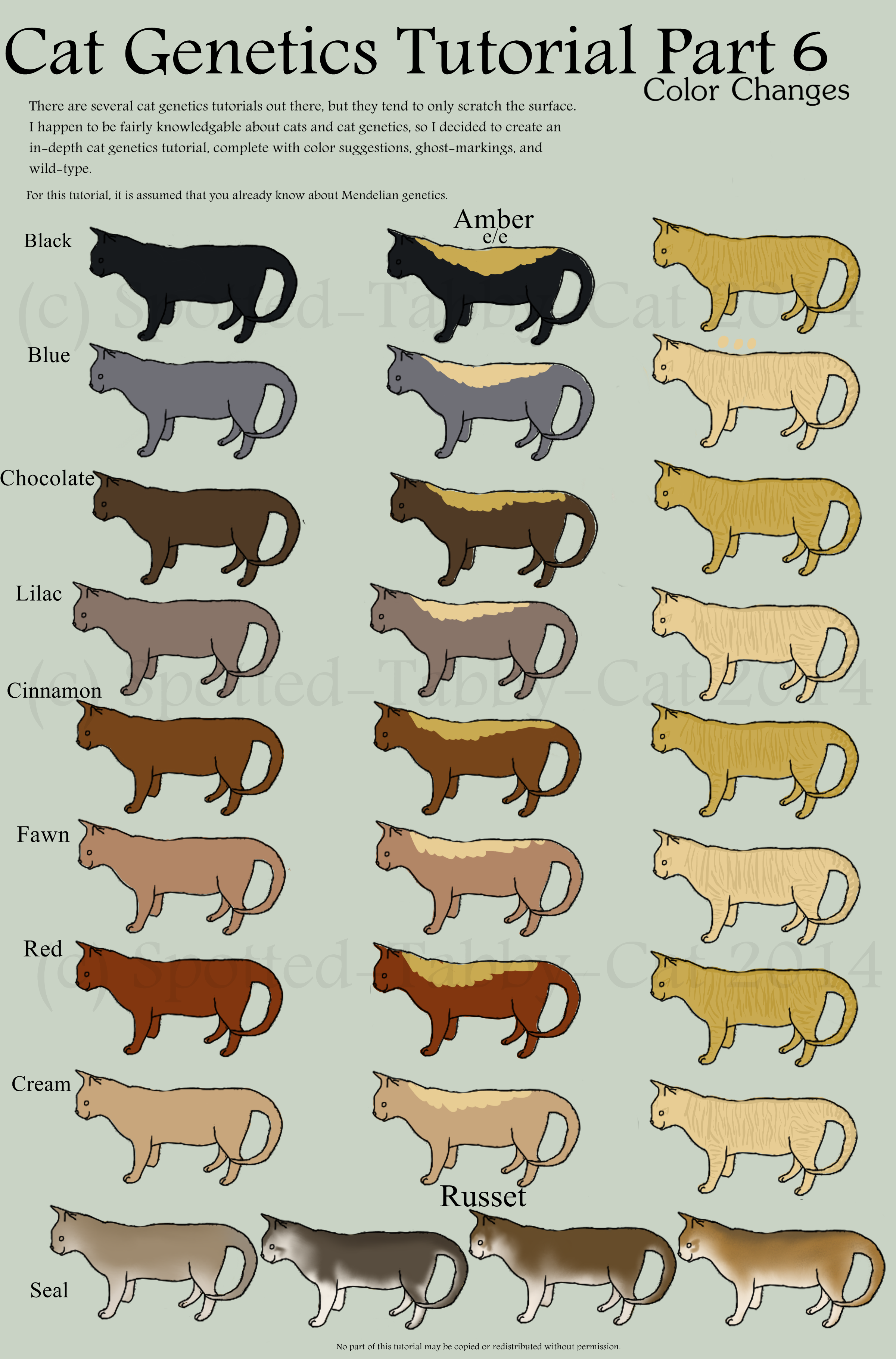 Cat Coat Colors