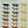 Cat Genetics Tutorial Part 7 (Color changes)