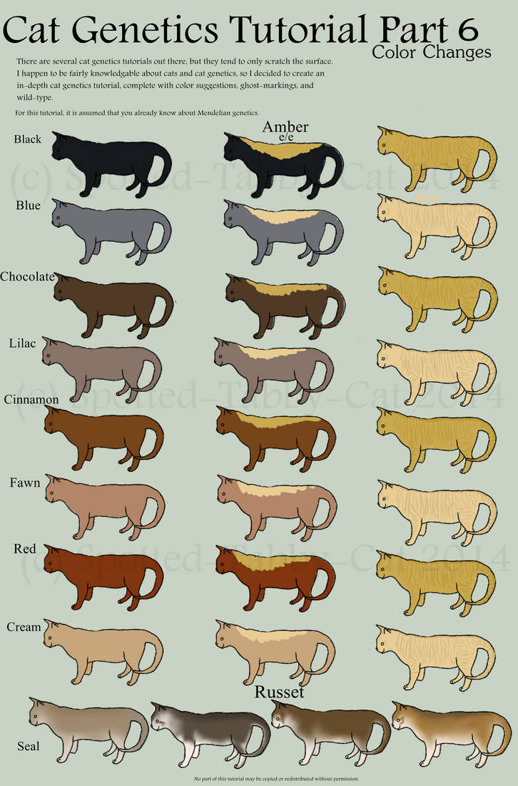 Cat Genetics Tutorial Part 7 Color Changes By Spotted Tabby Cat