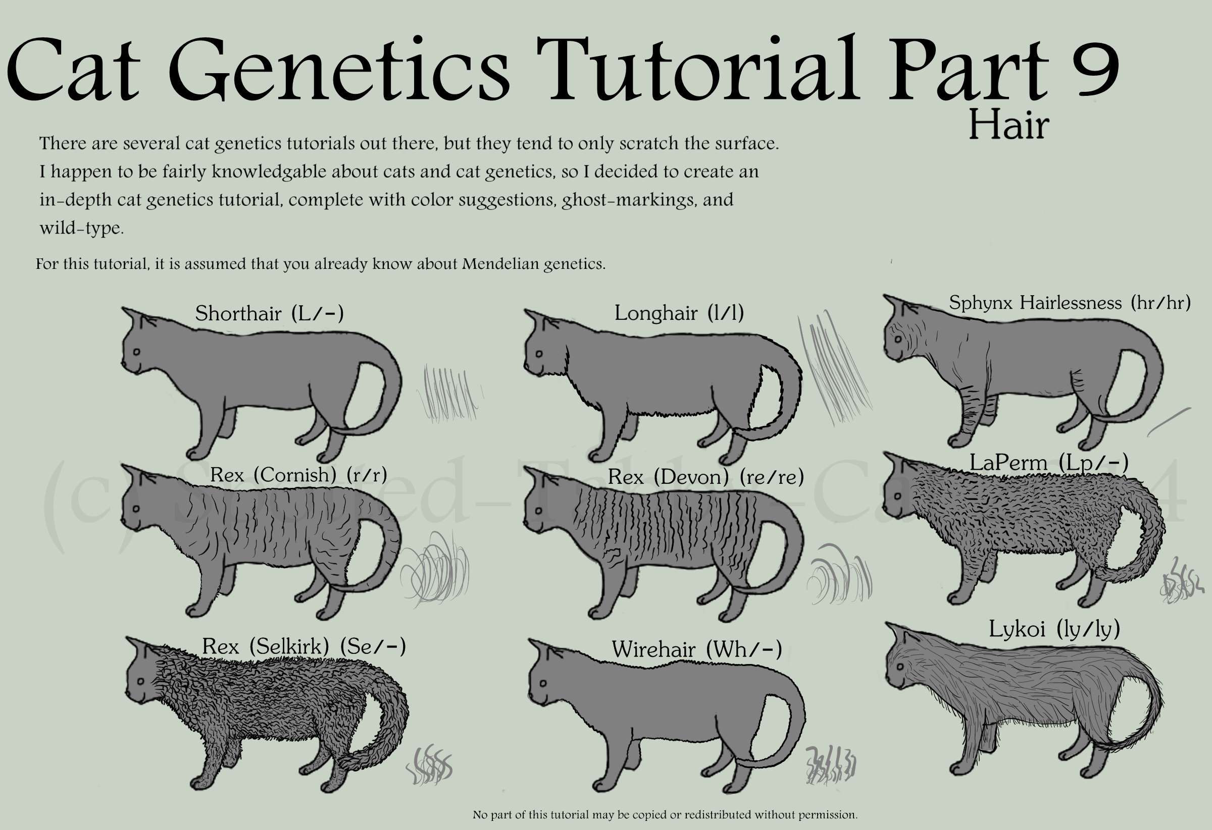 The Taqpep Gene Discovered: The Gene That Determines The Basic Pattern Of  The Tabby Cat