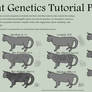 Cat Genetics Tutorial Part 9 (Hair)