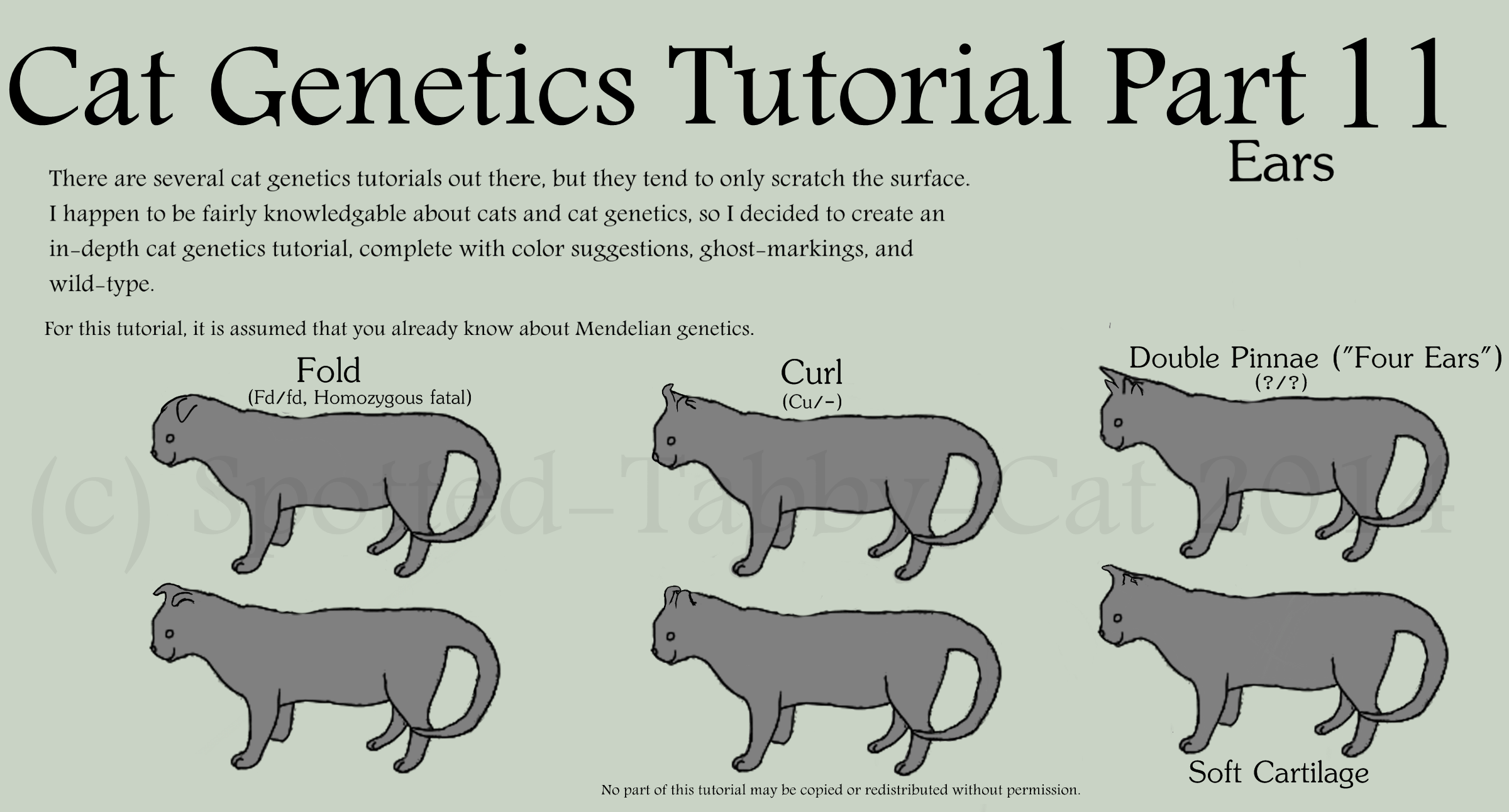 types of cat ears