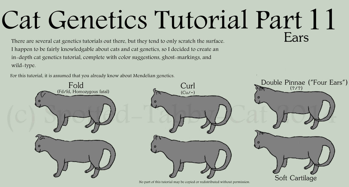 Cat Genetics Tutorial Part 11 Ears By Spotted Tabby Cat On