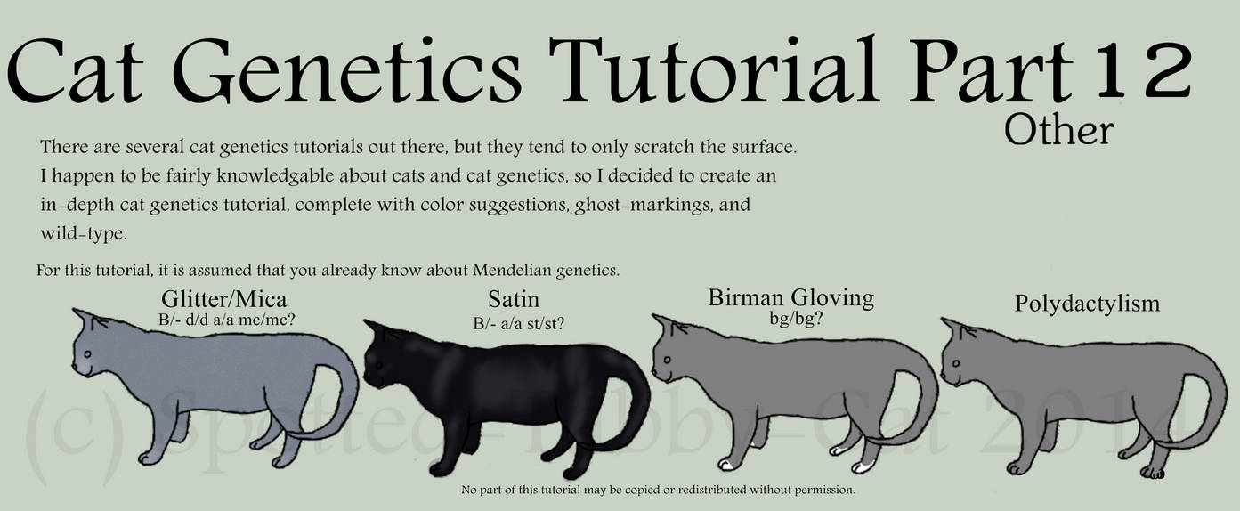 Cat Tutorial Part 12 (Other) by SpottedTabbyCat on DeviantArt