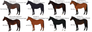2017 Thoroughbred Imports (1/8 available) by Spotted-Tabby-Cat