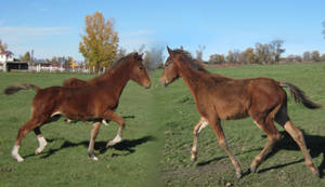 Hackney Foal Trotting Stock Set