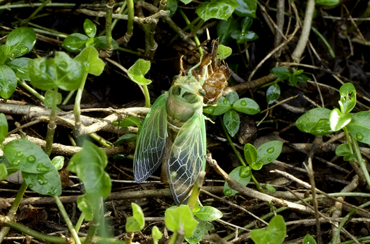 Green Cicada