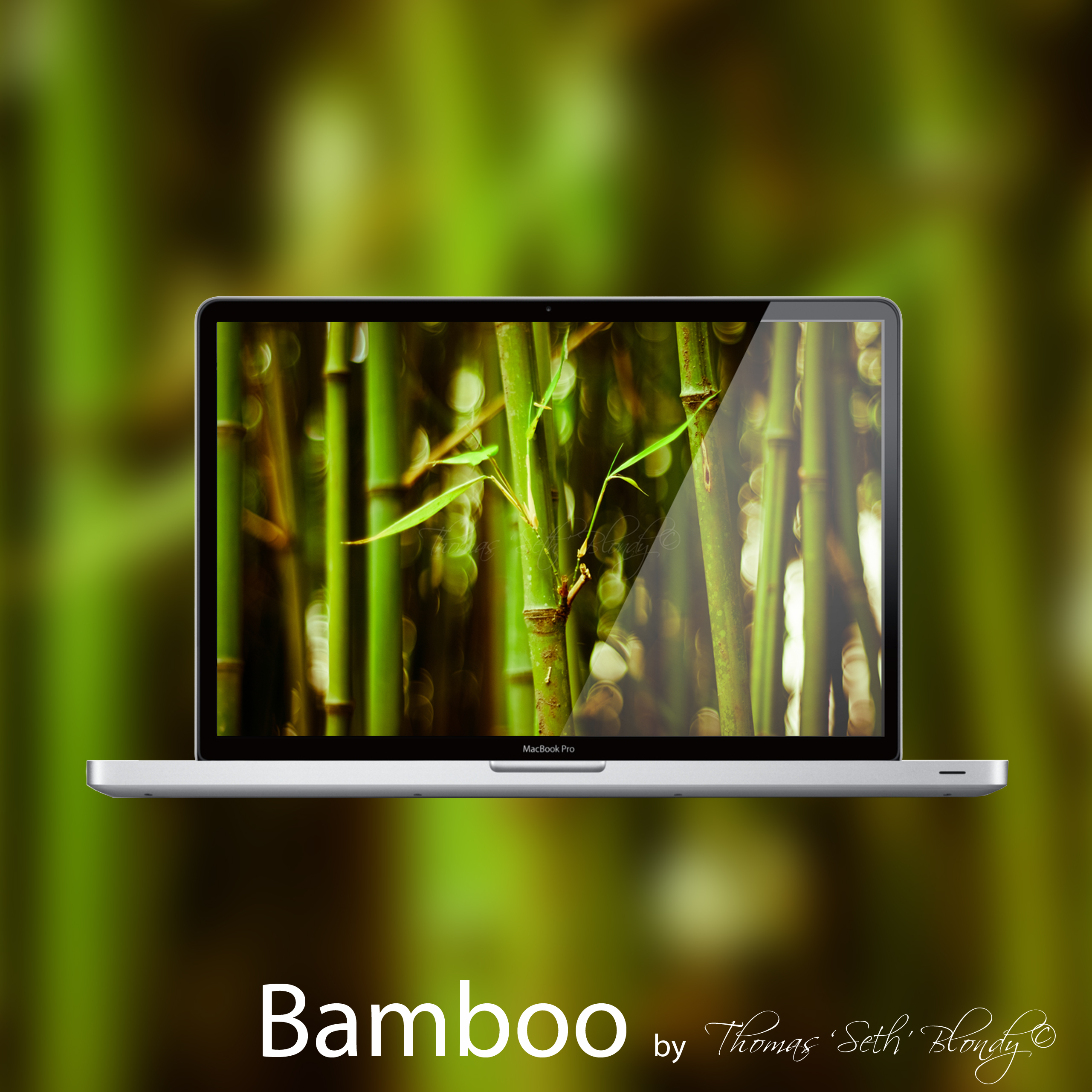 Bamboo by Thomas 'Seth' Blondy