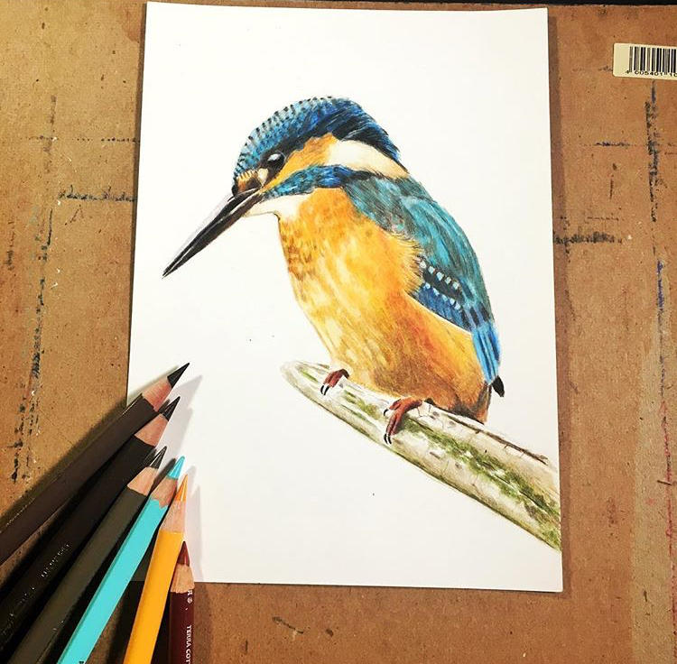 pencil drawing of a kingfisher