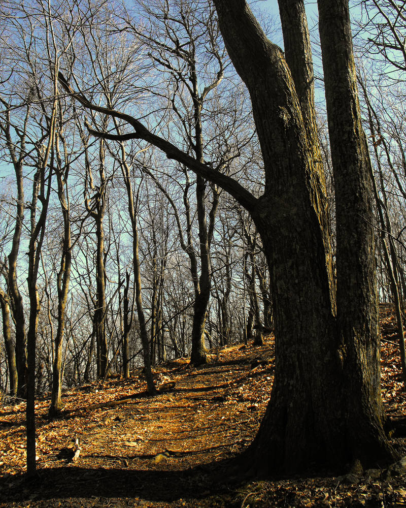 The Tragedy of Sanderson Road by RichieCookie on DeviantArt