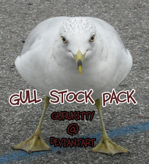 Gull stock pack