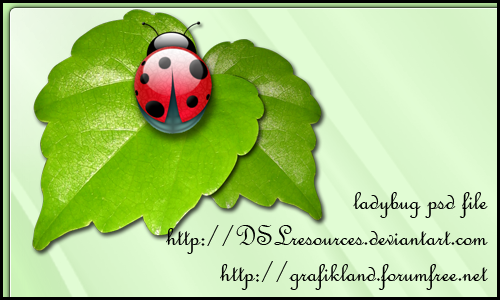 Ladybug PSD Pack