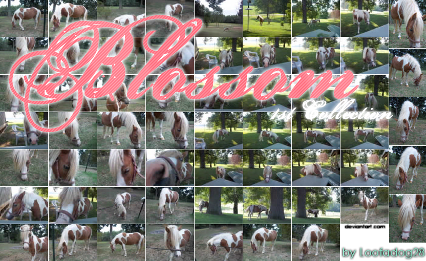 Blossom: 1st Collection