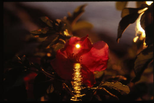 Sunset Flower II