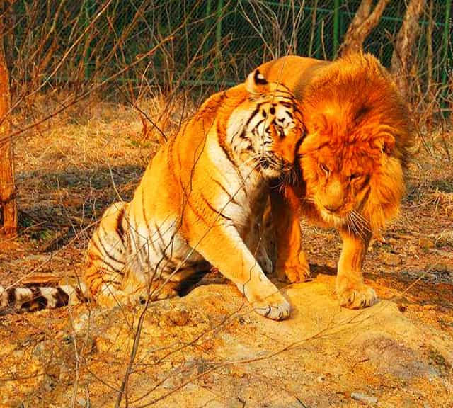 Левый тигр. Лев и тигр. Лев против тигра. Битва Льва и тигра.