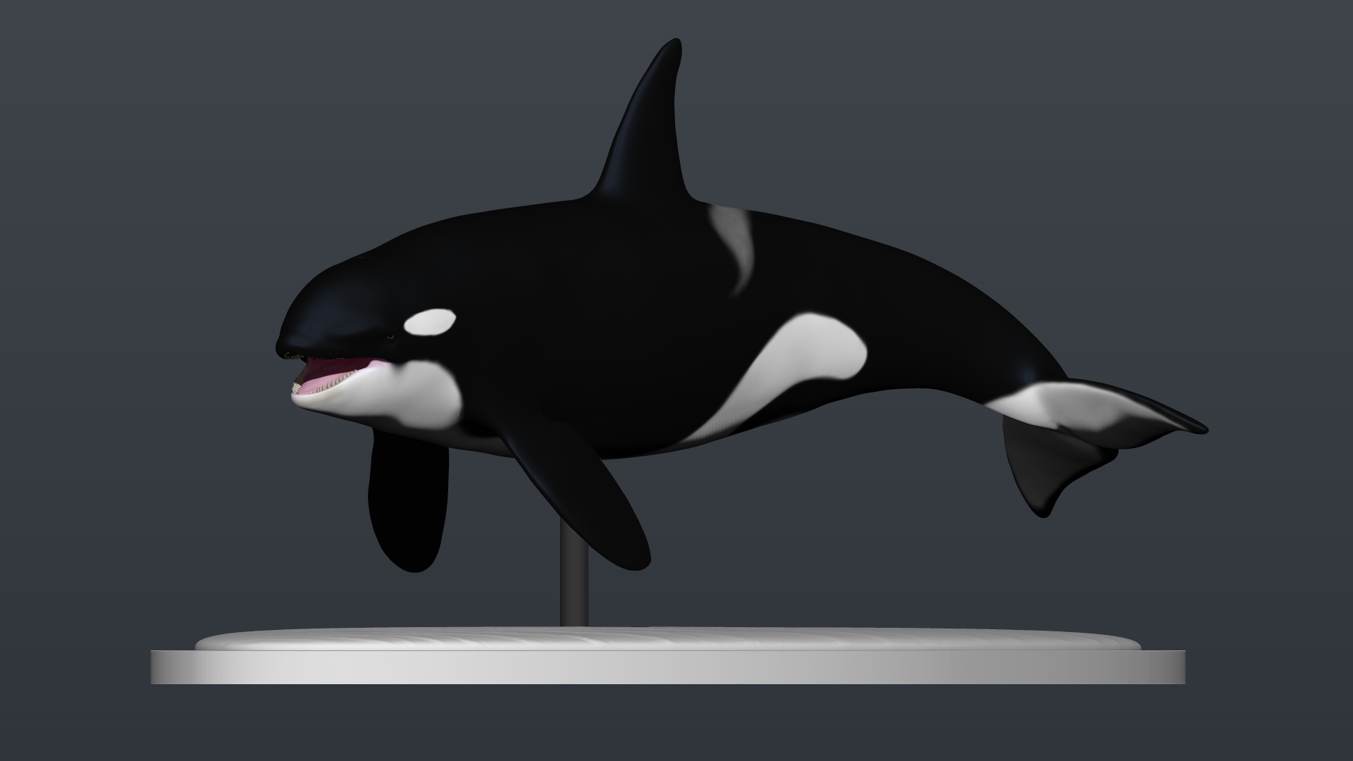 North Atlantic killerwhale (Orca) by Frost3Dart on DeviantArt