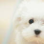 Cute White Puppy