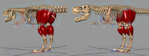T.rex muscle system test animation