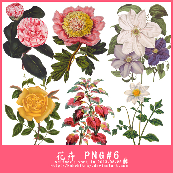 FLOWERS PNG