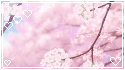 Cherry Blossoms