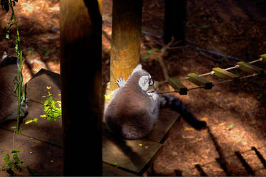 Lemur Chillin'