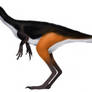 Sinocalliopteryx