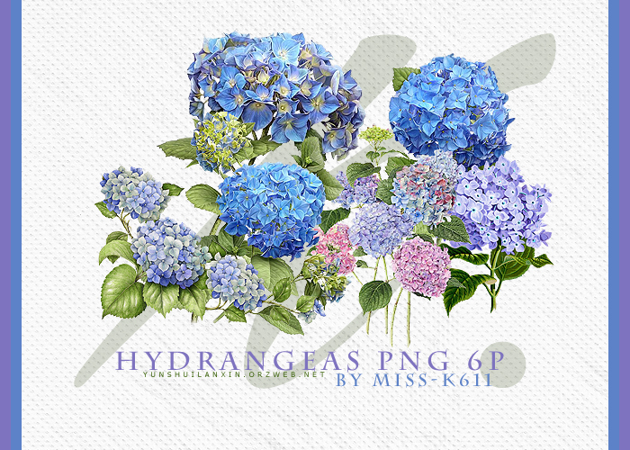 Hydrangeas Png by MISS-K611 on DeviantArt