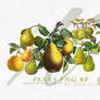 Pears Png