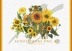 Sunflowers Png