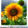 Sunflower Stock