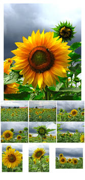 Sunflower Stock