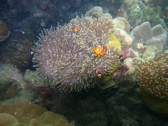 Clownfish