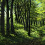 Green forest 3 of 3