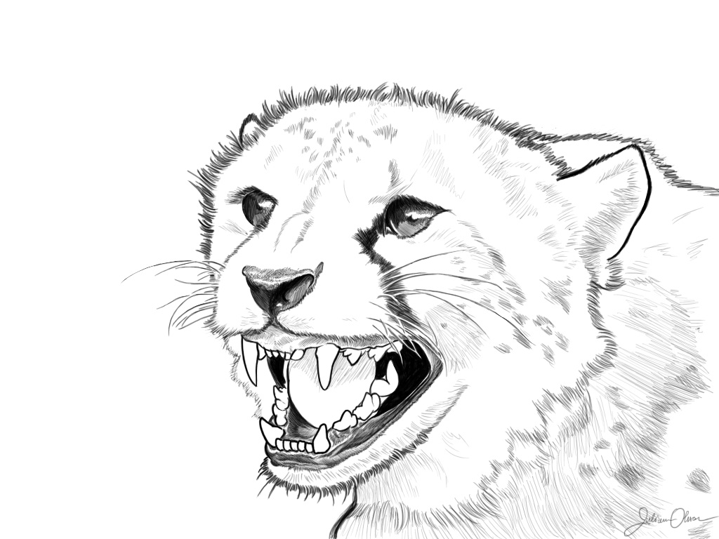 Hissing Cheetah by juliolsson