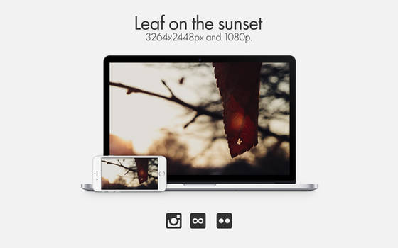Leaf On The Sunset