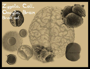Zygote Cell Oocyte Brain Brush