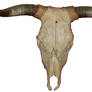 Bull Skull