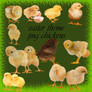 easter theme png chickens