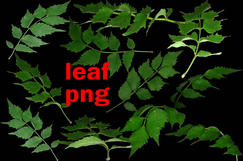 leaf png by roula33 on DeviantArt