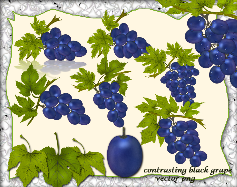 Contrasting Black Grape by roula33 on DeviantArt